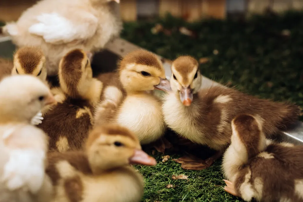 cute little ducklings together on a grass