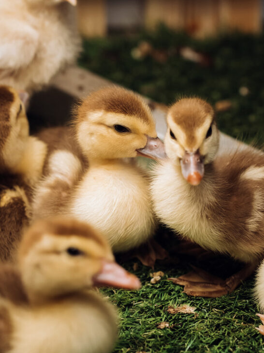 cute little ducklings together on a grass