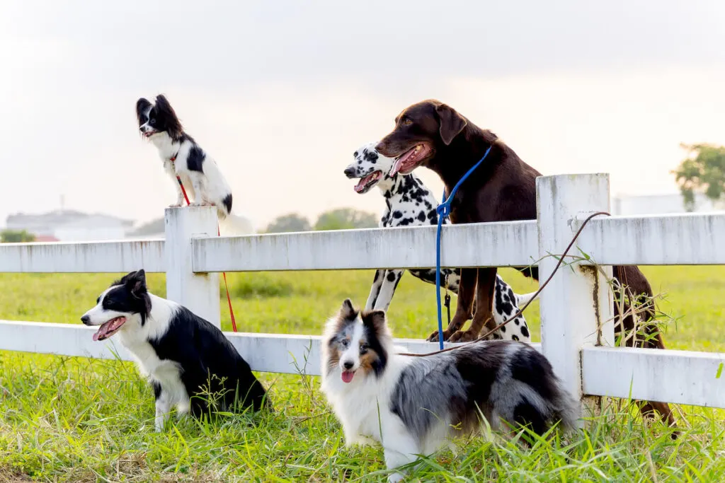 different kind of dogs near the fence in a yard