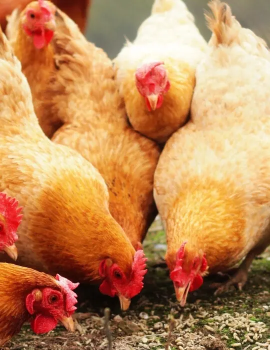 feeding-pastured-raised-chickens