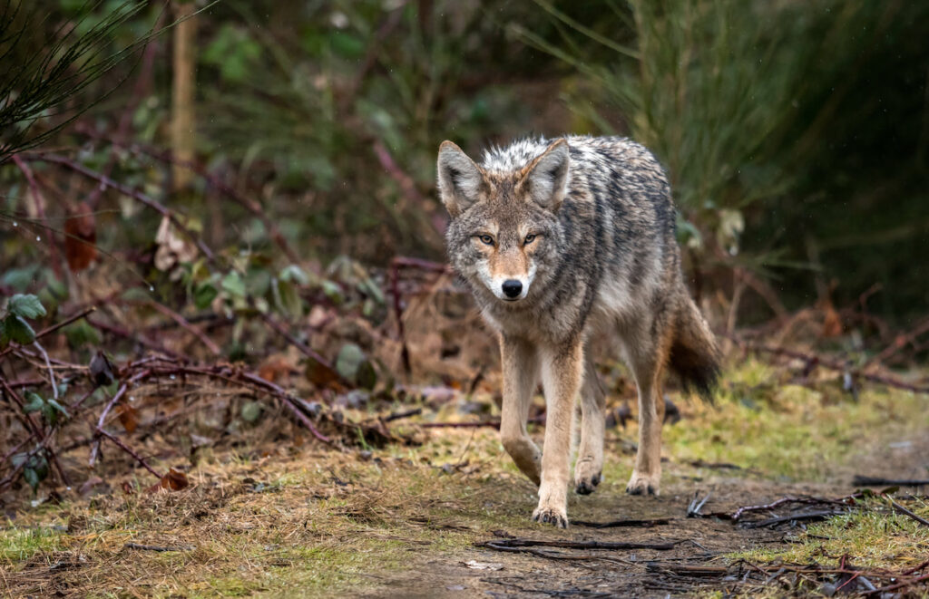 fierce looking coyote wandering in the woods 