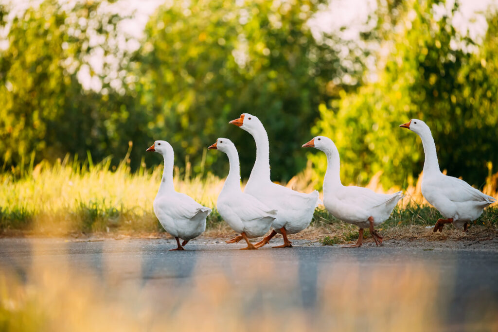 five white geese crossing the road 