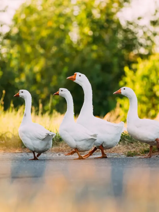 five white geese crossing the road