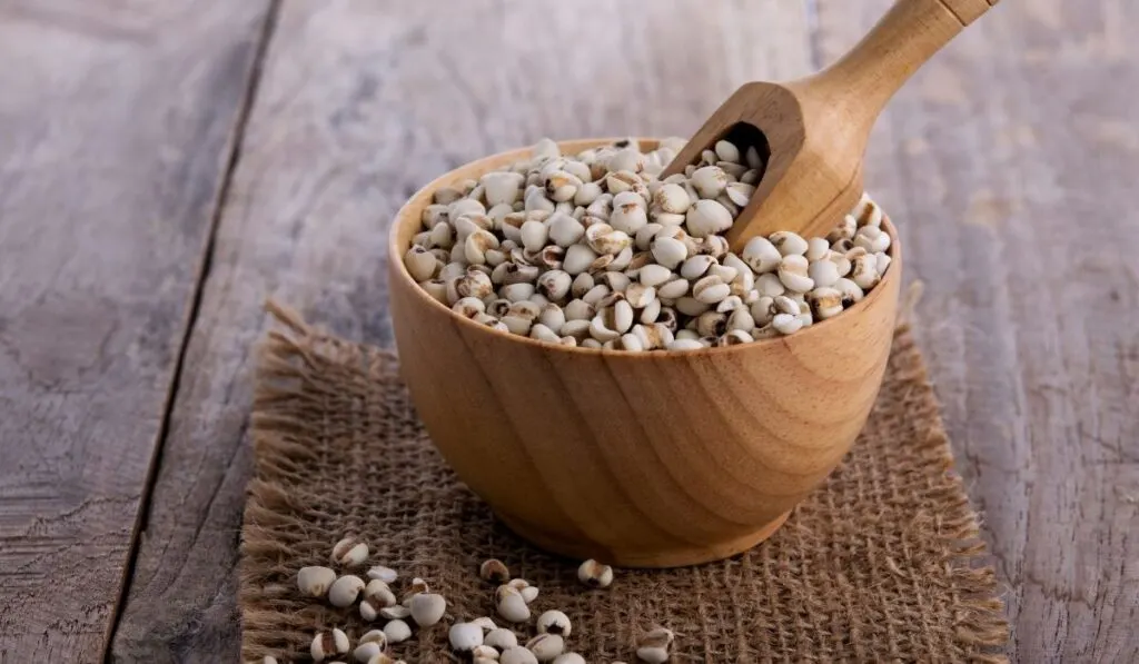 millet grains
