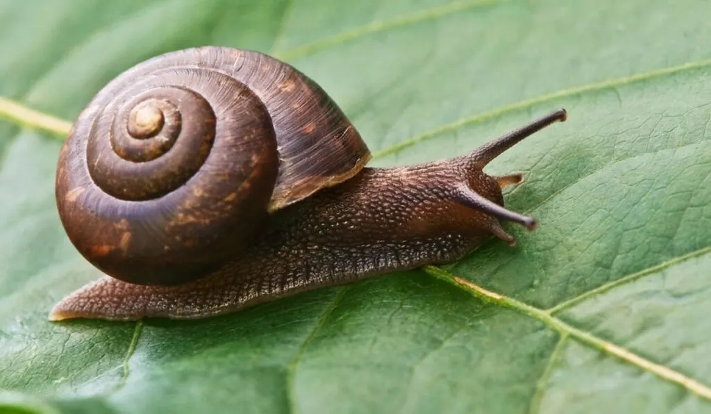 snails on the leaf