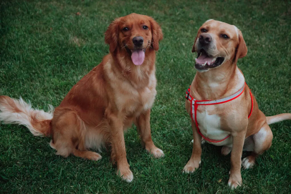 two dogs sitting on the grass in the yard