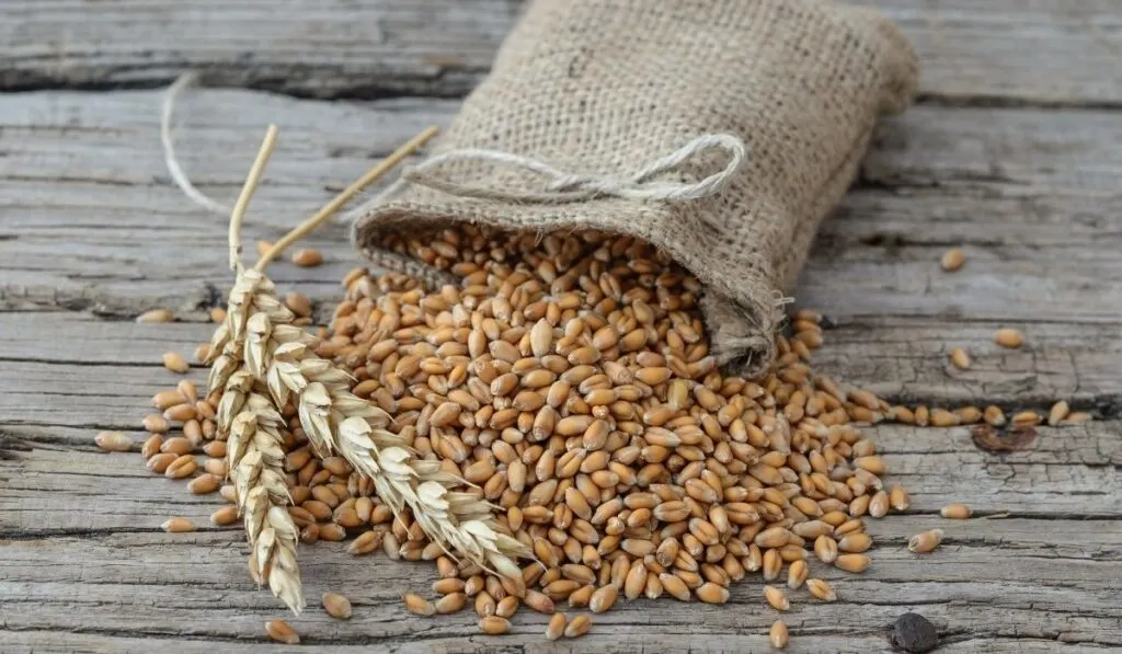 wheat seeds