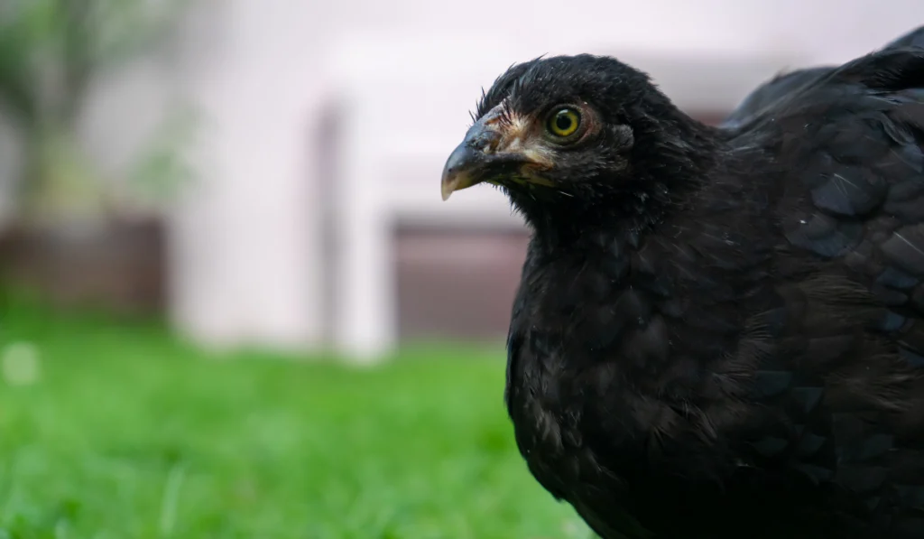 A black chicken with blurry background