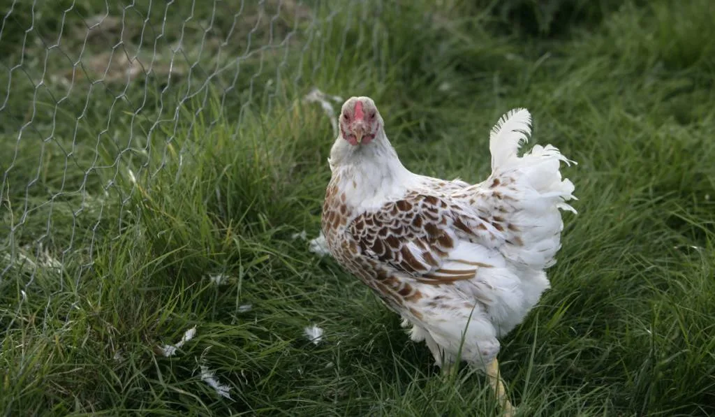 A white chicken standing on a green grass
