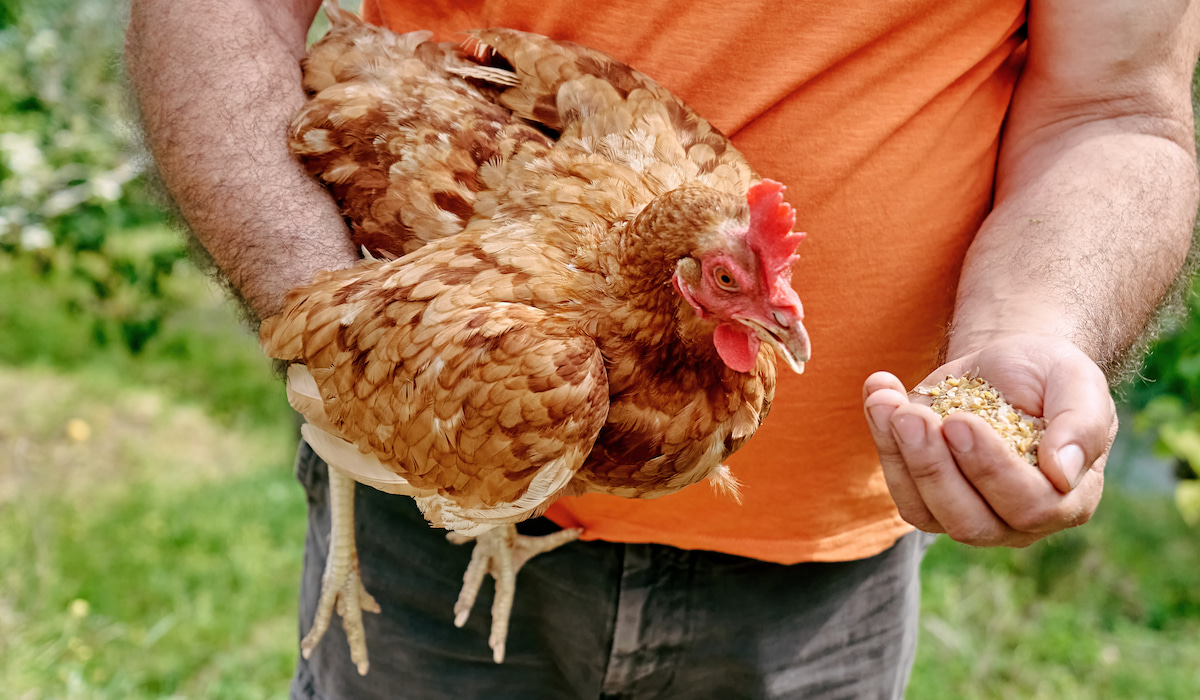 Can Chicks and Chickens Eat Turkey Starter The Hip Chick