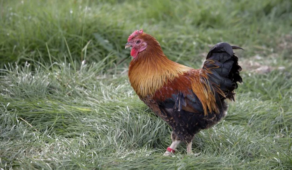 A chicken walking in the field