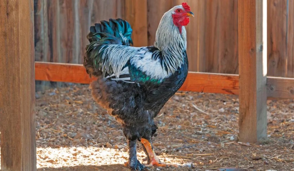 A chicken walking inside the pen