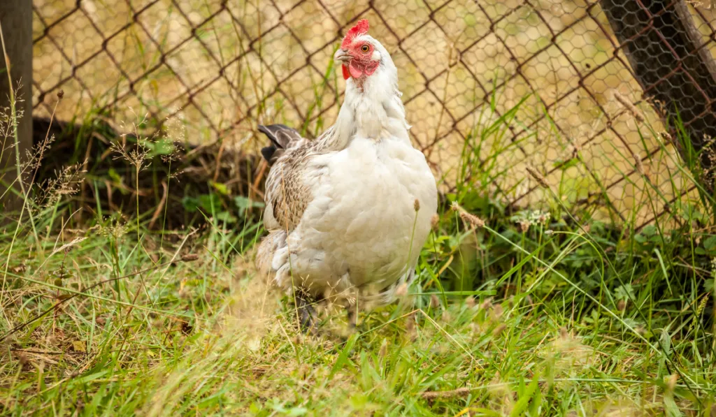 A white chicken standing in the grass. 