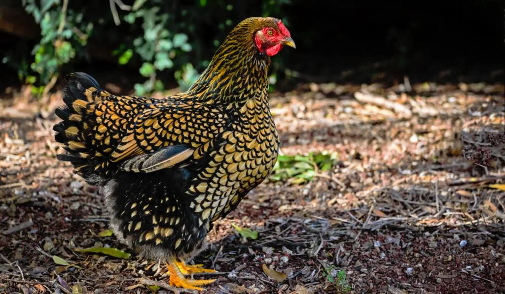 A yellow and black patterned chicken standing in the field 