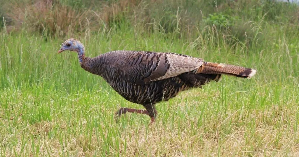brown female turkey in the grass