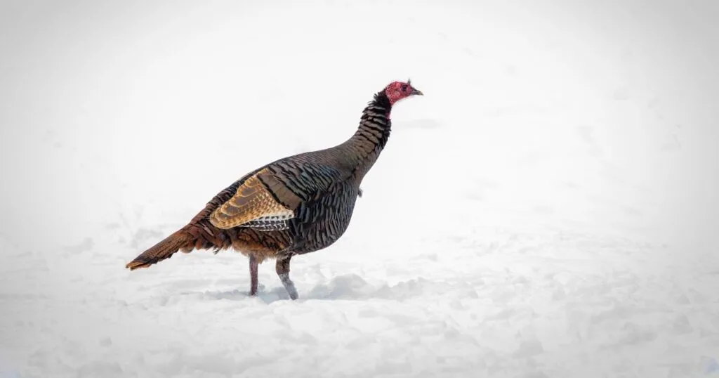 brown turkey hen in the snow