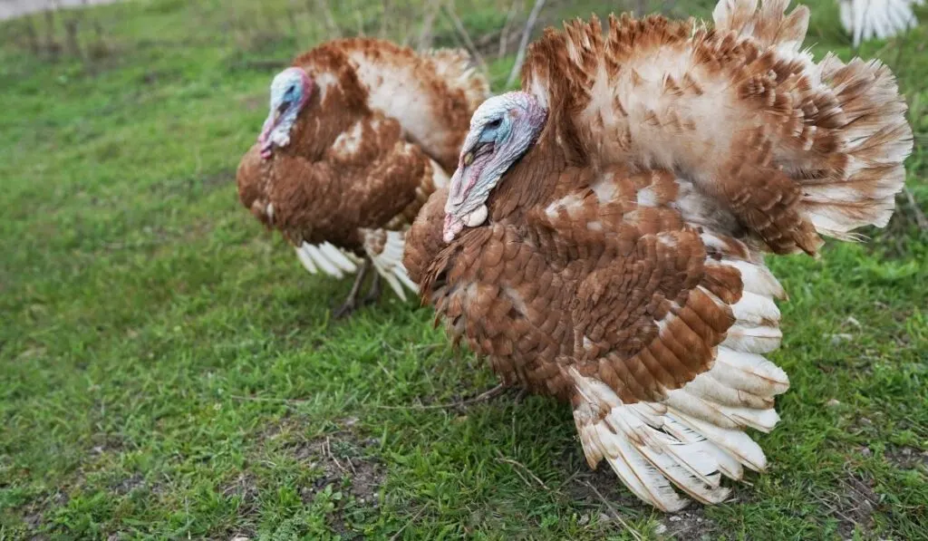 brown turkeys in the farm