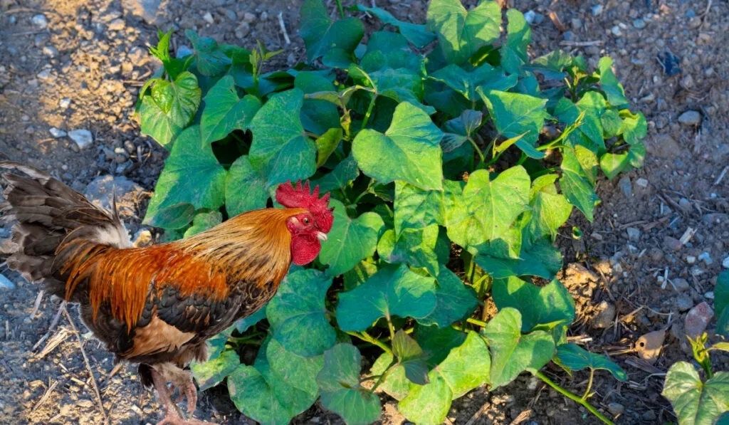 chicken trying to eat sweet potato plant