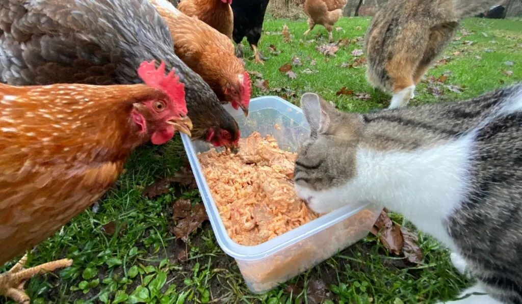 chickens and a cat eating rice
