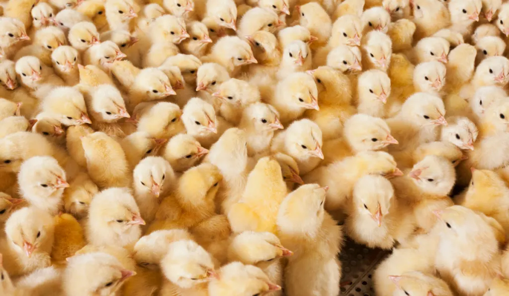 Chicks crowded inside the cage