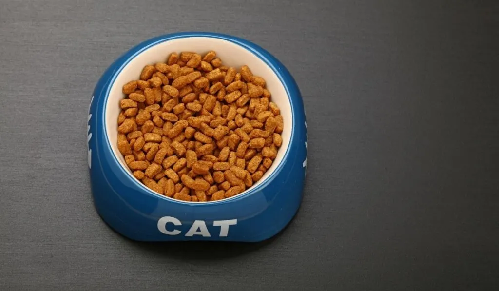 dry cat food in a cat food bowl