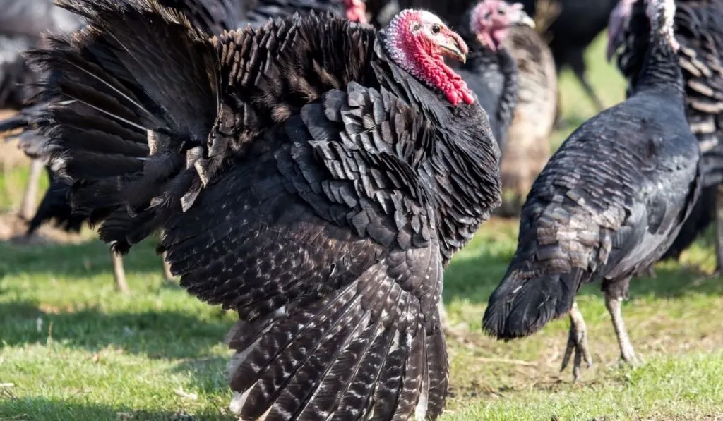 farm male turkeys