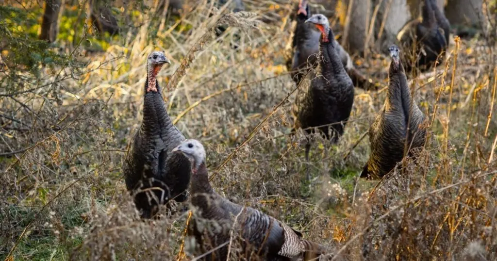 female wild turkeys in the brush