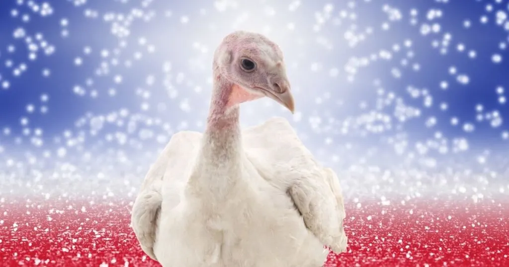 juvenile white turkey with patriotic glitter background