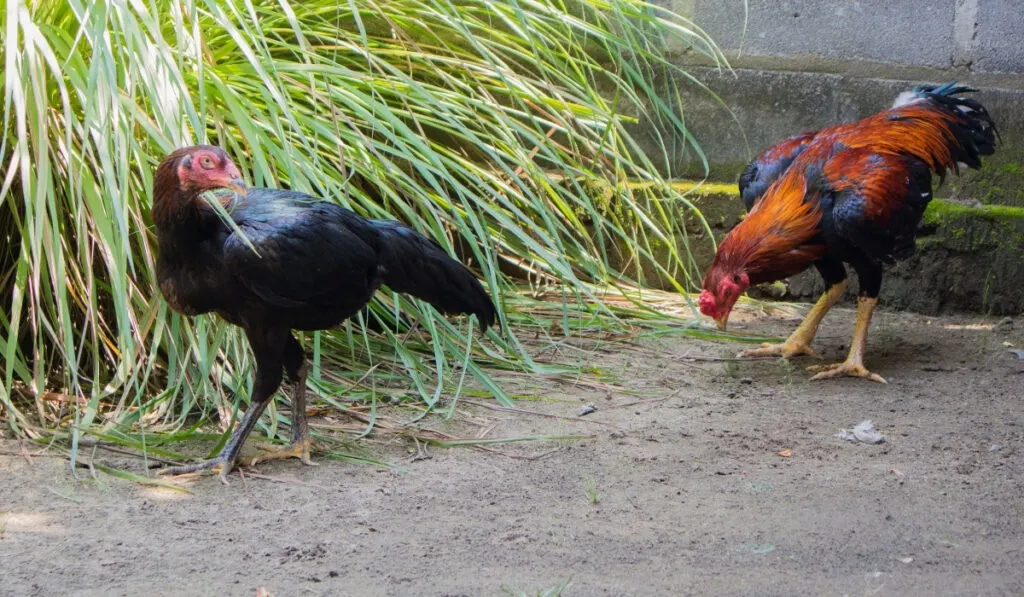 two free range chickens in the backyard
