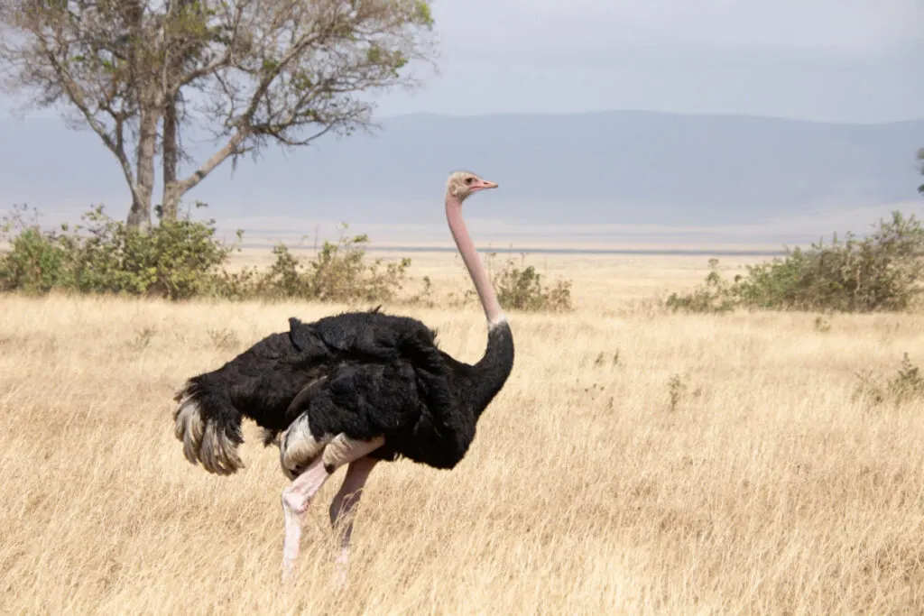 A beautiful ostrich wandering in a grassy field 