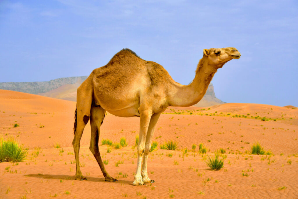 A camel standing in the middle of the desert