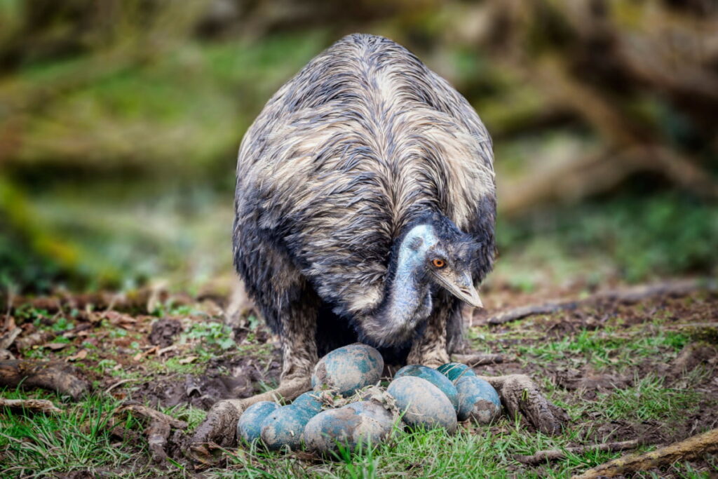 A mother emu guarding her eggs