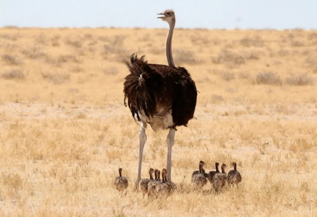 A mother ostrich with her babies in the field 