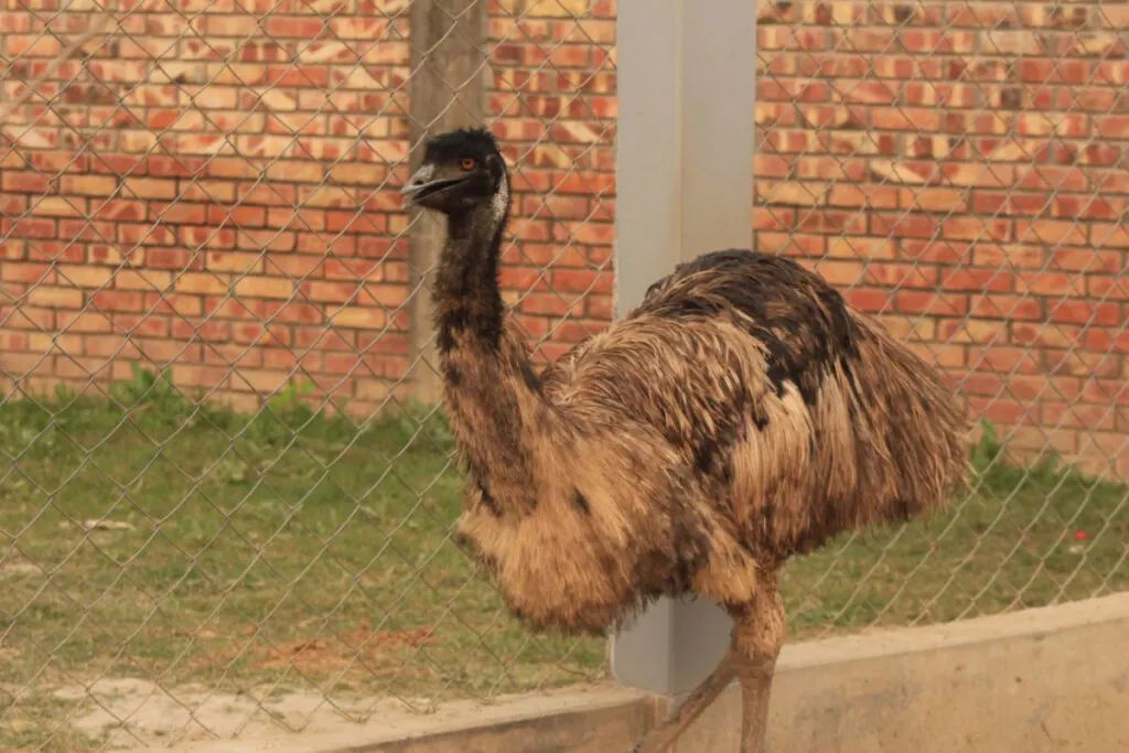 An emu bird walking outside the fence