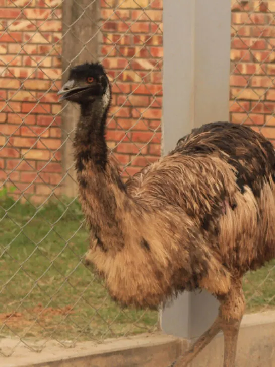 An emu bird walking outside the fence