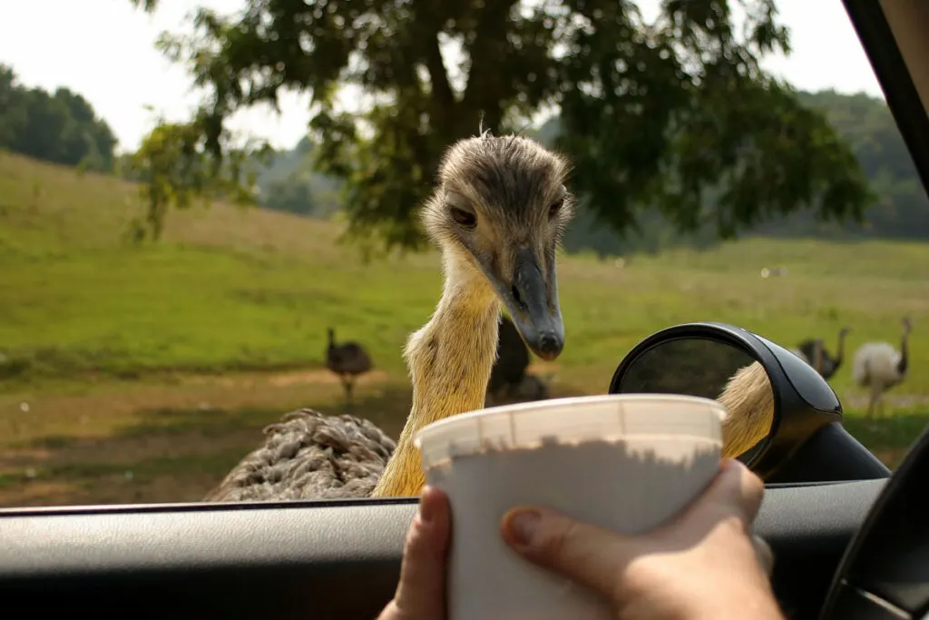 An emu eating from a bucket by a car window