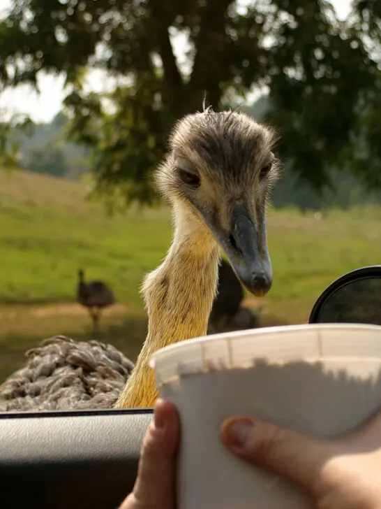 An emu eating from a bucket by a car window