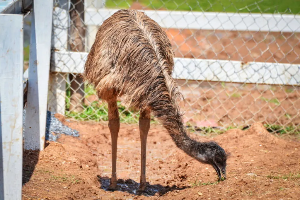 An emu eating from the ground inside a fence