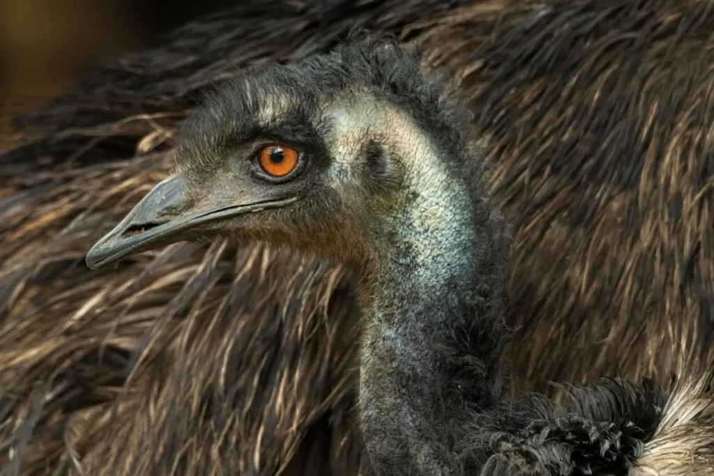An emu looking at the side