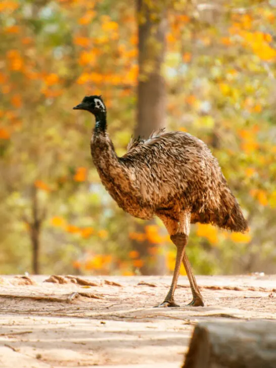 An emu walking outdoors in the yard