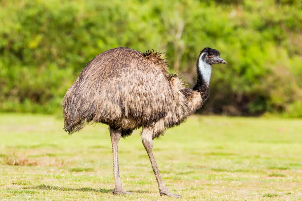 An emu wandering in the field