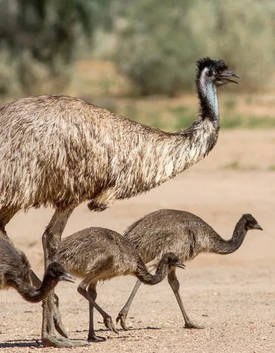 Emu Large Australian Bird