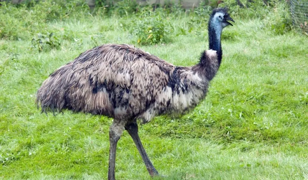 Emu walking in the field