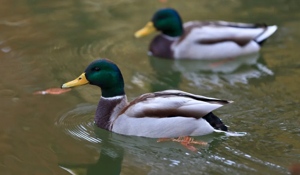 a pair of ducks swimming in a lake