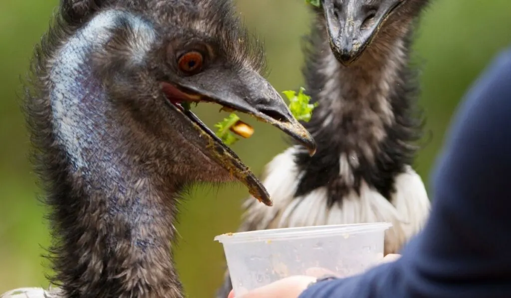 Can Emu Eat Bread? - The Hip Chick