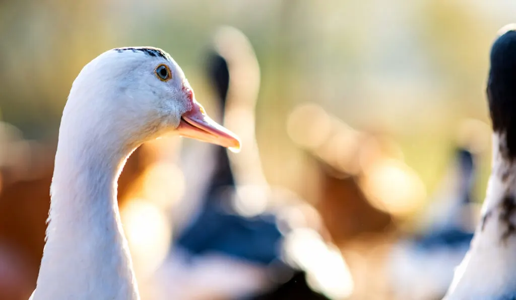closeup of a duck head
