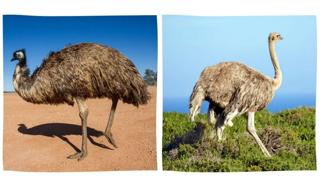 collage photo of emu and ostrich