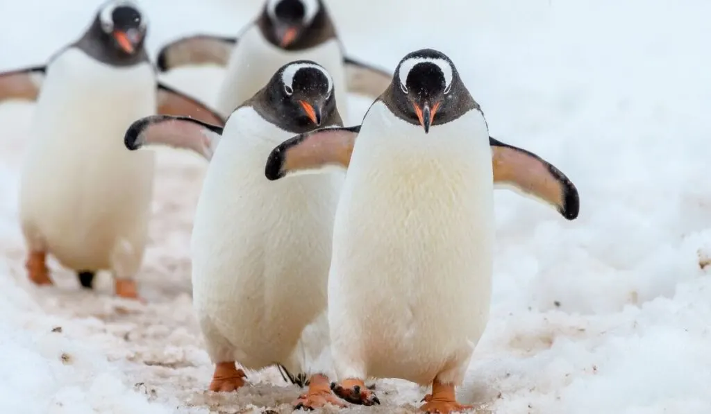 cute Penguins walking