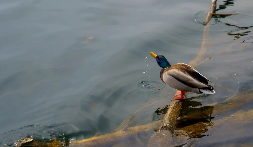 duck drinking water standing on a submerged tree branch