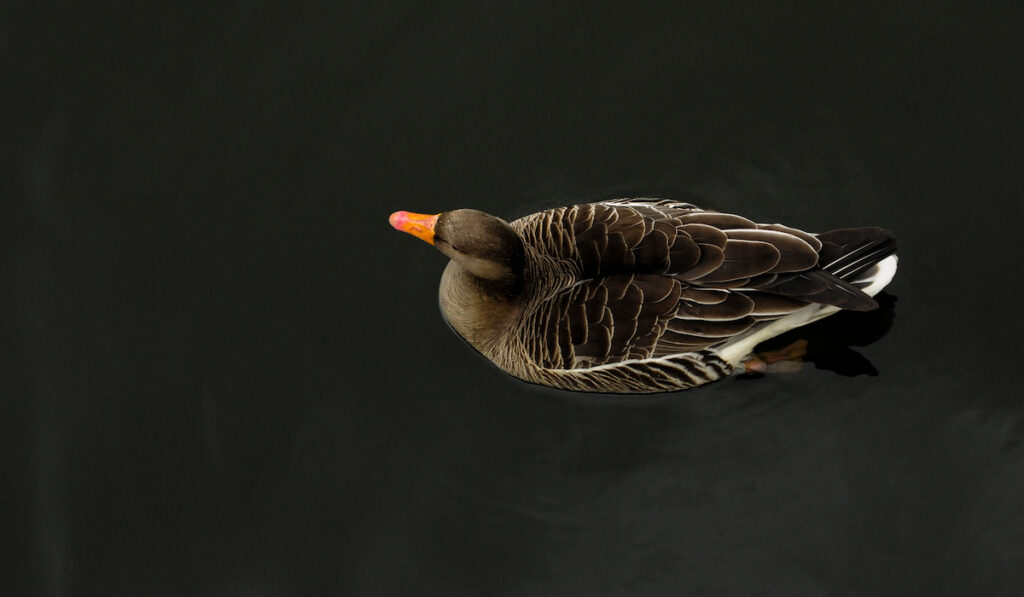 duck in a lake view from above